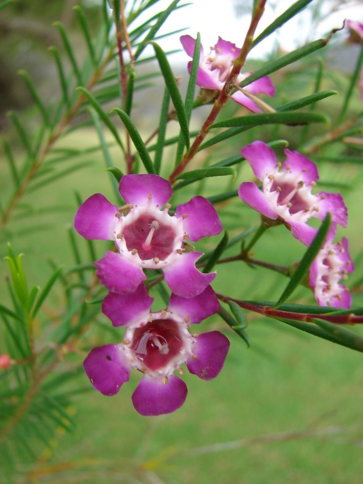 Naturepathway's tweet photo. Geraldton wax #waxflower #pinkflowers #australiannative https://t.co/8DEZBXhDf4