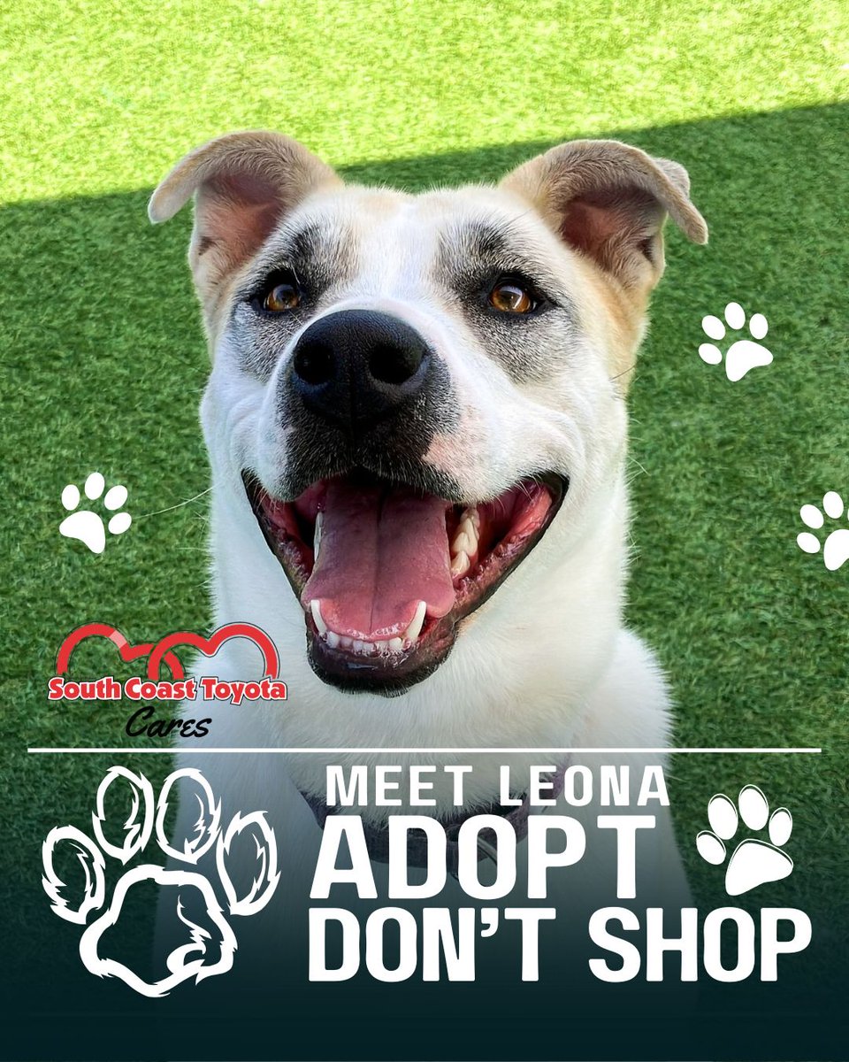 SouthCoastT's tweet image. Looking for a four-legged leading lady? 🎬 Meet Leona (A1843690) from @ocanimalcare — a spunky 3-year-old cattle dog mix with personality for days! 🐶 Give OC Animal Care a call at (714) 935-6848! 🌟🐾

#adoptlocal #savealife #ocanimalcare #adoptdontshop #pawrentsearch