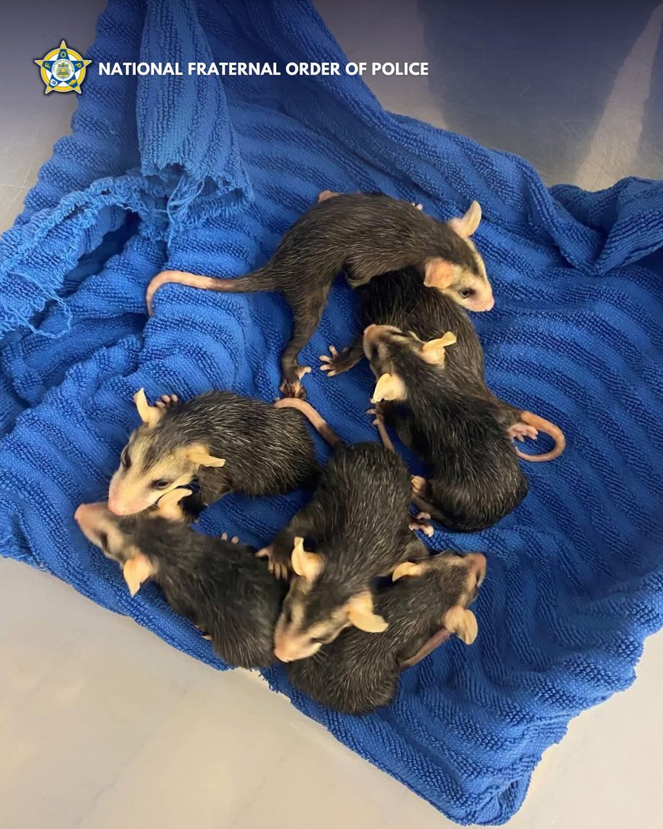 While on patrol, Deputy Baldwin noticed what looked like a tragic scene—a motionless opossum lying in the road. But instead of driving past, he remembered a critical detail: baby opossums can survive in their mother's pouch for hours after she passes.

That memory—and his