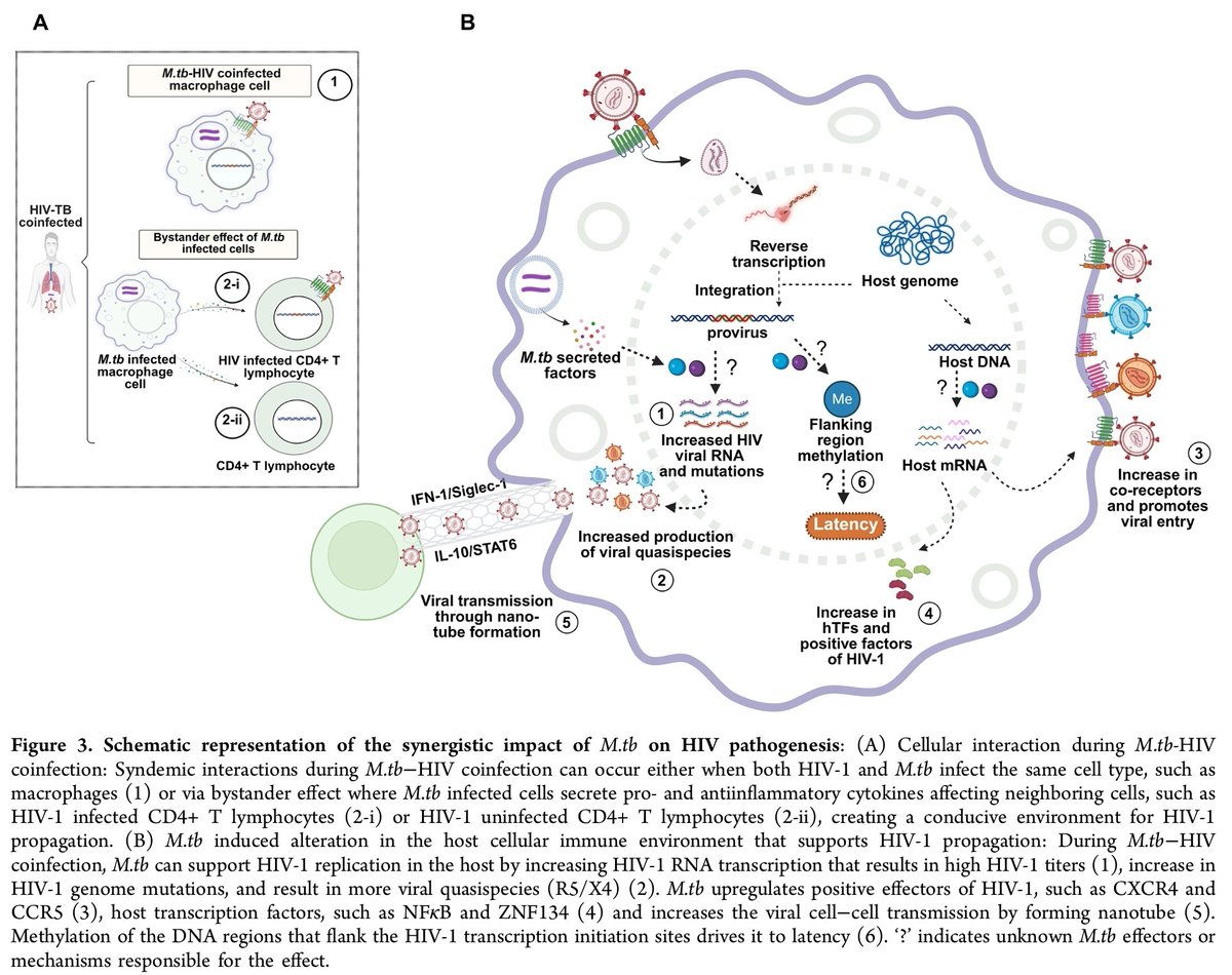 melarsoprol7's tweet photo. Bird’s Eye View on Mycobacterium tuberculosis−HIV Coinfection: Understanding the Molecular Synergism, Challenges, and New Approaches to Therapeutics

https://t.co/giuPLtcdHg https://t.co/aMgM9s5H9S