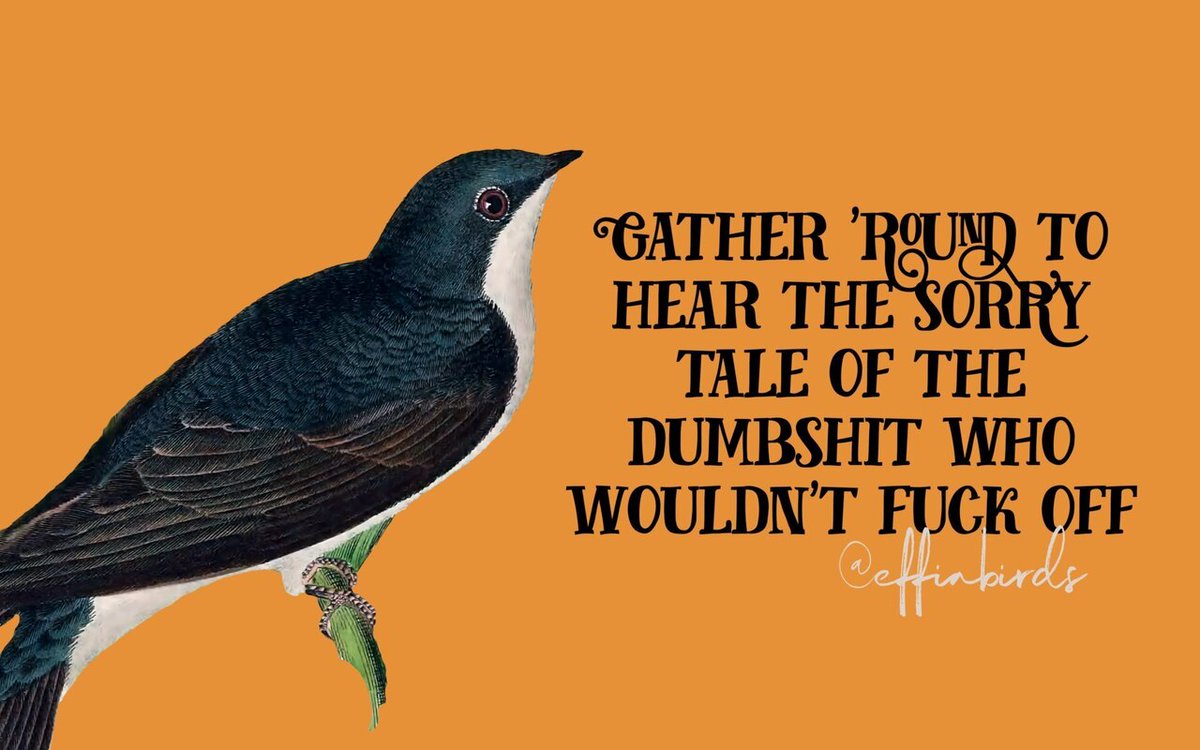 Effin' Birds tweet media