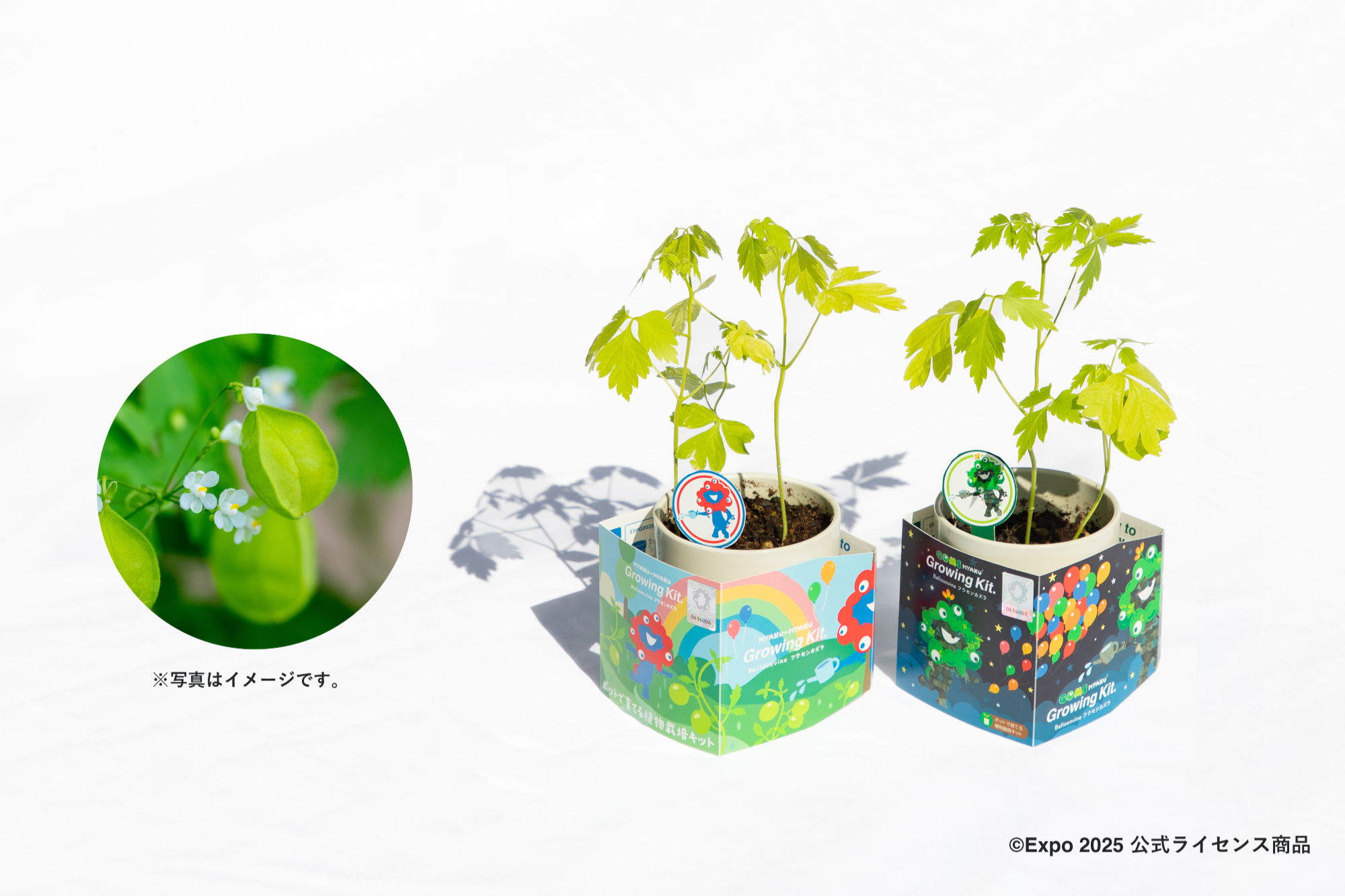 LOBINDON×ミャクミャク EXPO2025大阪万博限定 塊根植物グラキリス 受注