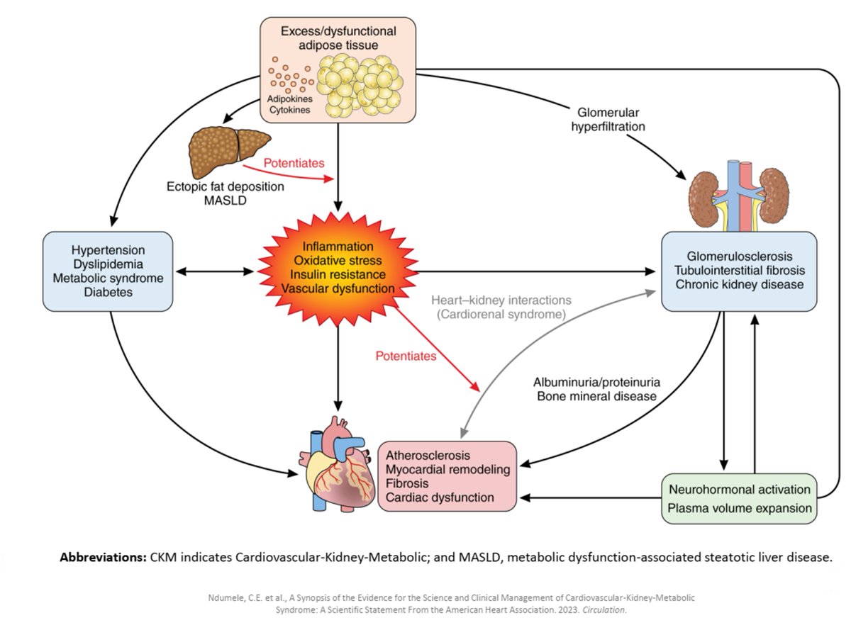 Dinesh Kalra, MD (@dineshkalra) on Twitter photo Fantastic grand rounds <a href="/UofLCardiology/">UofL Cardiology</a> by Laurence Sperling, MD <a href="/emoryheart/">Emory Cardiology</a> on #CKMH #PREVENT <a href="/American_Heart/">American Heart Association</a>. The interconnectedness between kidney, metabolic, liver, brain, heart health and other organs (muscle, vasculature, etc) requires that population- and Fantastic grand rounds <a href="/UofLCardiology/">UofL Cardiology</a> by Laurence Sperling, MD <a href="/emoryheart/">Emory Cardiology</a> on #CKMH #PREVENT <a href="/American_Heart/">American Heart Association</a>. The interconnectedness between kidney, metabolic, liver, brain, heart health and other organs (muscle, vasculature, etc) requires that population- and