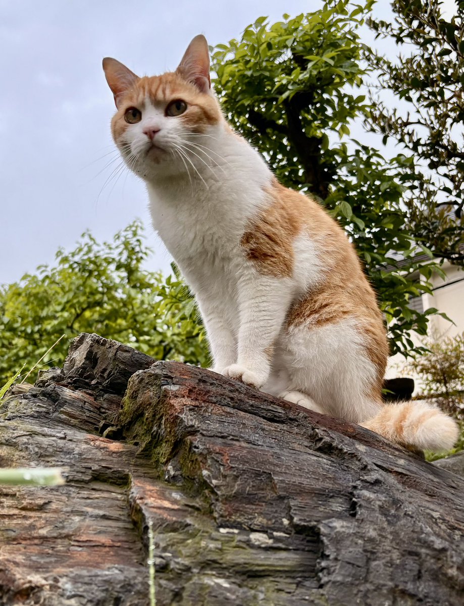 On rainy days, he likes to sit on the petrified wood.