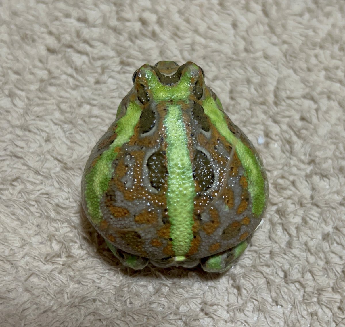 そばselection🐸
#チャコガエル
#Chacophrys
#そば