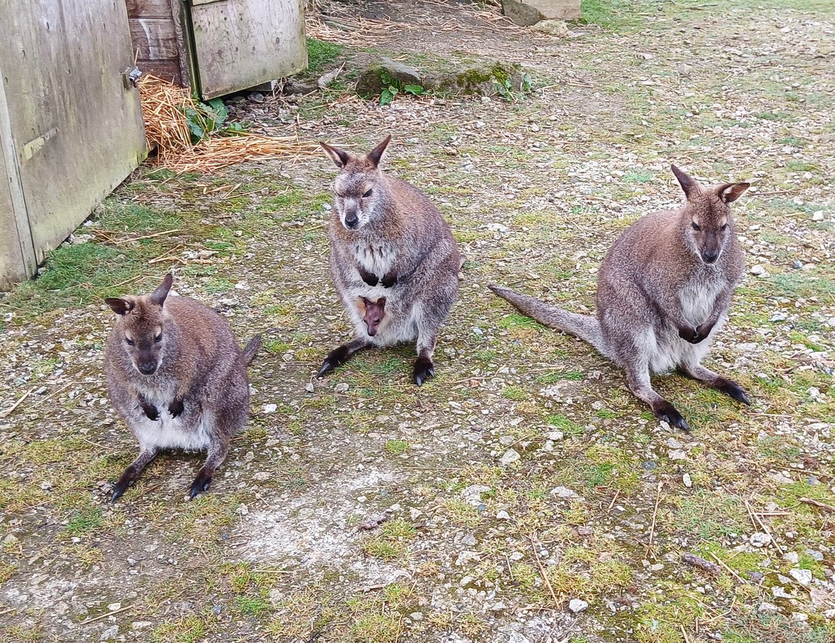 Spring has sprung and we have new beginnings at the Sanctuary.

Our young Joey, who is now about 4 months old, has begun to poke his head out mum's pouch. 😀🦘

#Wallabies #screechowlsanctuaryandanimalpark