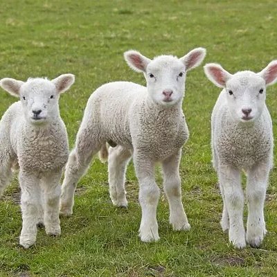 Please sign and retweet to ban non stun slaughter in the #UK . We just need 9,000 more signatures before May 21st for this to be discussed in parliament. It might just be achievable if everyone keeps sharing ✅ 
Please sign below 👇petition.parliament.uk/petitions/7005………
<a href="/DanielZeichner/">Daniel Zeichner</a>