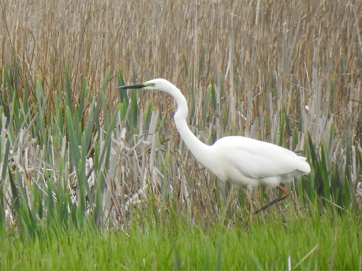 Great day on the Somerset Levels - Glossy Ibis, Crane, 4+ Garden Warbler, 50+ Cattle Egret, 8 Great Egret, 3+ Bittern heard, Ruff, 7 Marsh Harrier, dozens of Reed Warbler, 30+ Sand Martin etc #birding #ukbirding #birds