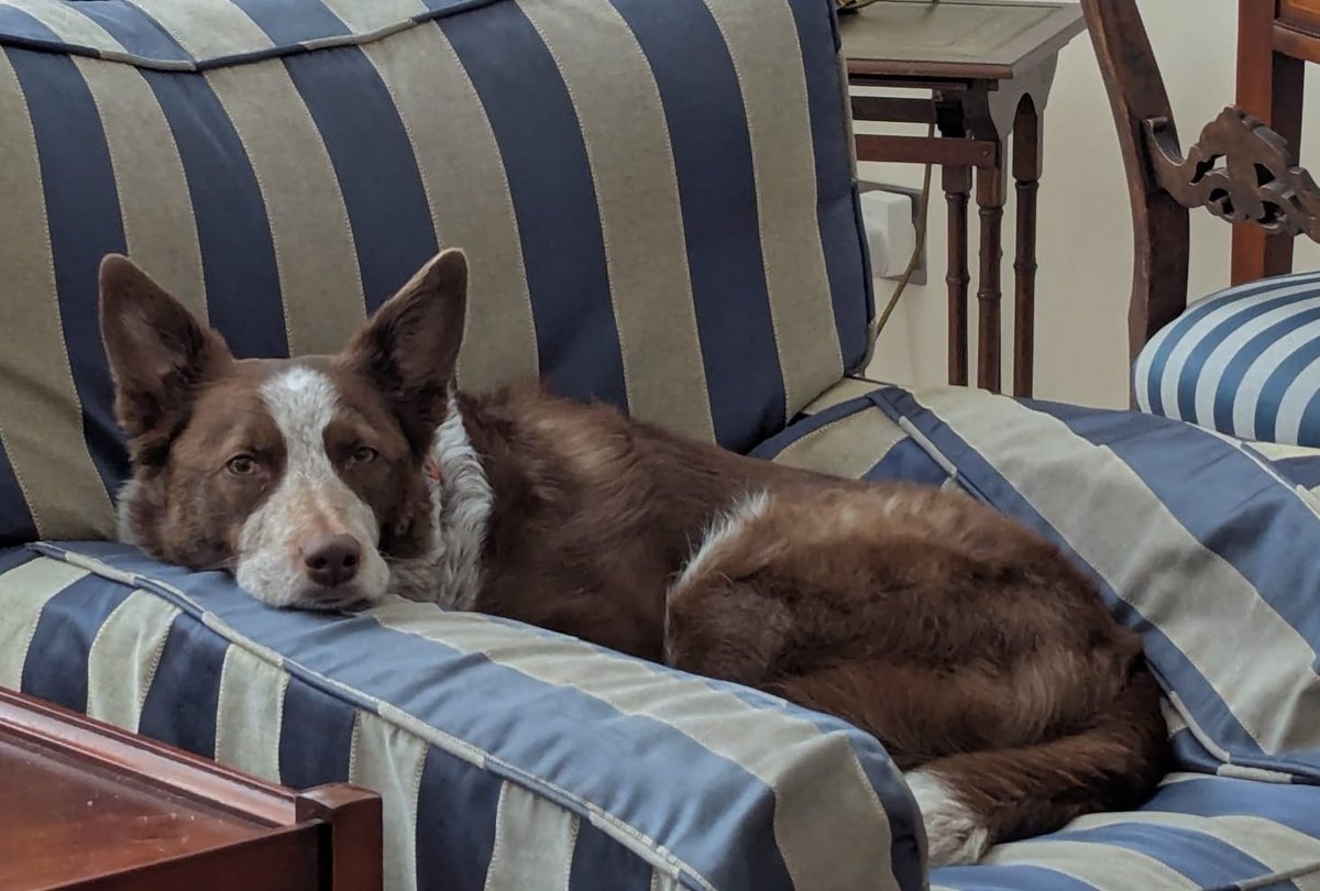 Ruby86814902's tweet image. We have different #favourite #hollibob chairs, and I am clearly all for total comfort 🥰😂

#dogs #bordercolle #Wednesday #Wednesdayvibe