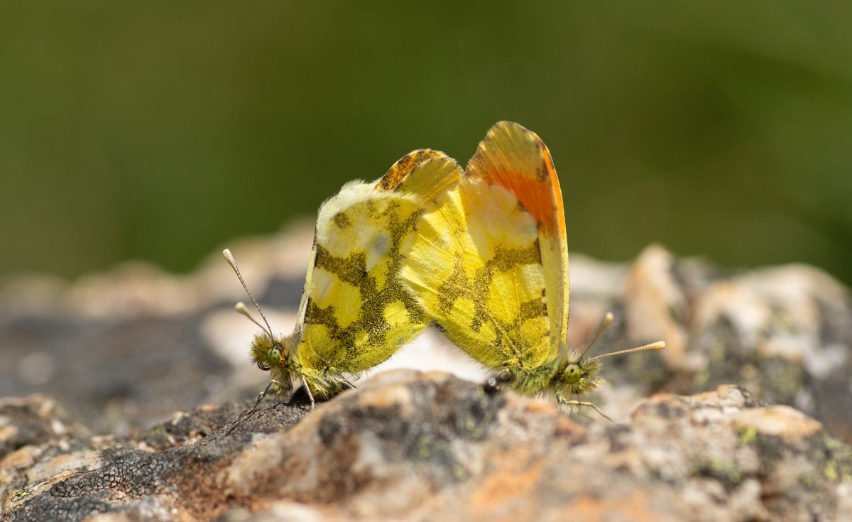 jpcancela1's tweet image. Second day in our Spring Butterflies of Central & North Spain Tour, with 29 species seen today. Some photographs following: Anthocharis euphenoides, Callophrys rubi, Pseudophilotes panoptes and Polyommatus thersites.
