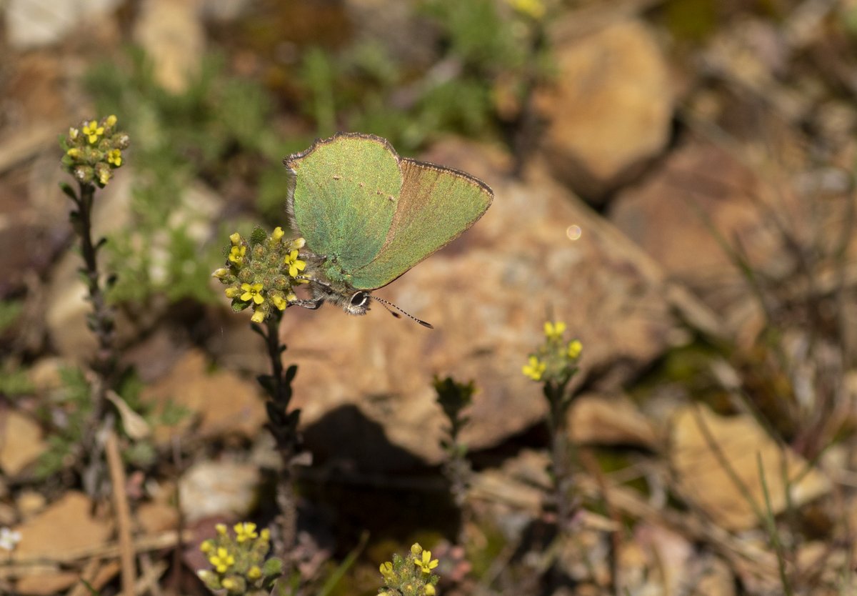 jpcancela1's tweet image. Second day in our Spring Butterflies of Central & North Spain Tour, with 29 species seen today. Some photographs following: Anthocharis euphenoides, Callophrys rubi, Pseudophilotes panoptes and Polyommatus thersites.