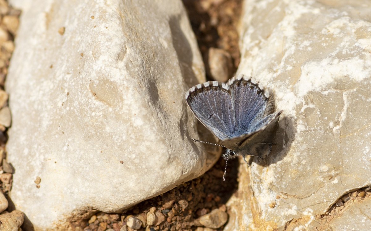 jpcancela1's tweet image. Second day in our Spring Butterflies of Central & North Spain Tour, with 29 species seen today. Some photographs following: Anthocharis euphenoides, Callophrys rubi, Pseudophilotes panoptes and Polyommatus thersites.