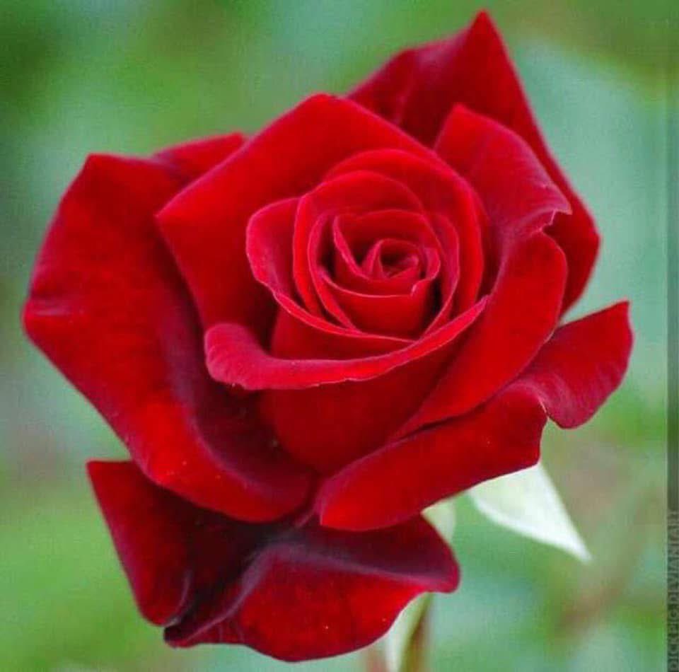 Happy #StGeorgesDay everyone, here is our favourite English Rose to celebrate🌹🌹🌹

#HRinBloom #Roses #StGeorge #OurBloom
