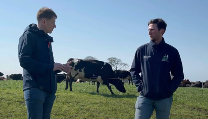 teagasc's tweet photo. Breeding a 550kg cow, capable of producing 9% milk solids, and returning back in calf every year is the focus of David Dolan’s dairy replacement breeding policy. Ronan Mulligan &amp; Brendan Garry, @teagascmayo recently visited David’s farm to find out more. https://t.co/0tcynXIUUO https://t.co/Fq4TmKRxtm