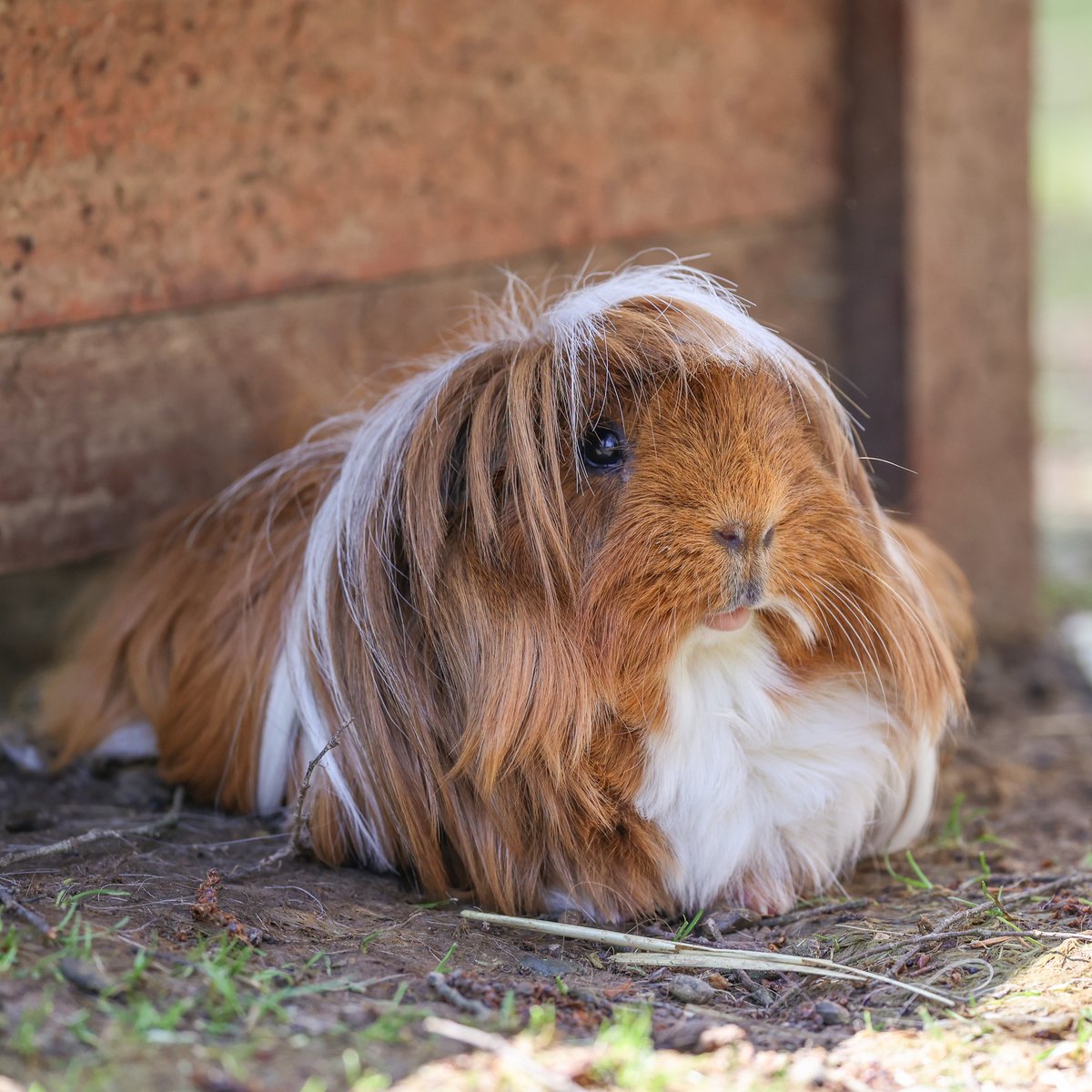 NashvilleZoo's tweet photo. Pantene’s locks are straight out of a hair commercial! 🐹 💁‍♀️ https://t.co/8AZ6VDEO5x