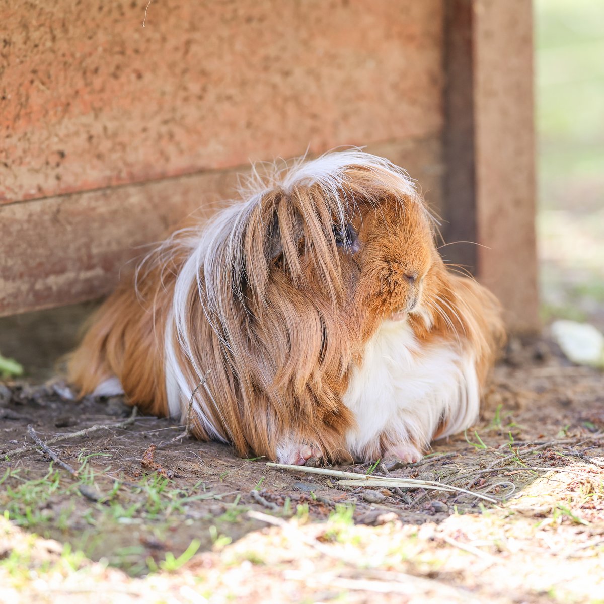 NashvilleZoo's tweet photo. Pantene’s locks are straight out of a hair commercial! 🐹 💁‍♀️ https://t.co/8AZ6VDEO5x