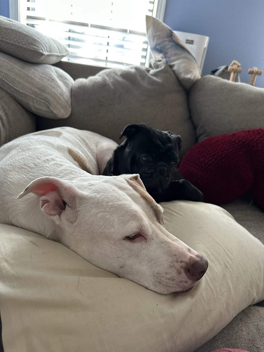 jared phd tweet media