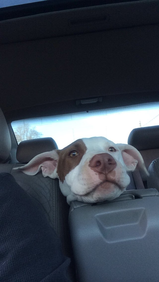 jared phd tweet media