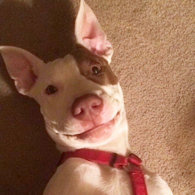 jared phd tweet media