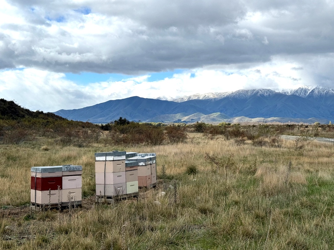 homesteadhives's tweet image. Mānuka honey comes from the native mānuka plant in NZ—but the bees? Same species we keep at Homestead Hives in Wisconsin. There, they forage mānuka. Here, it’s basswood, clover, goldenrod &amp;amp; more.
Same bees. Different blooms. Different honey. #honey #beekind #beemagic