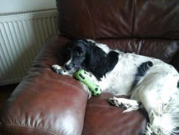 rosieDoc2's tweet image. #SpanielHour 

RUBY still missing since 9/12/18 female English Springer Spaniel lost from 
#Turriff #Reservoir, #SCOTLAND #AB43 
RUBY is a Blk&amp;amp;wh older adult 
Hope she’s safe 😞

doglost.co.uk/dog-blog.php?d…

@LindaK89229939 @gelert01 @RachaelB100