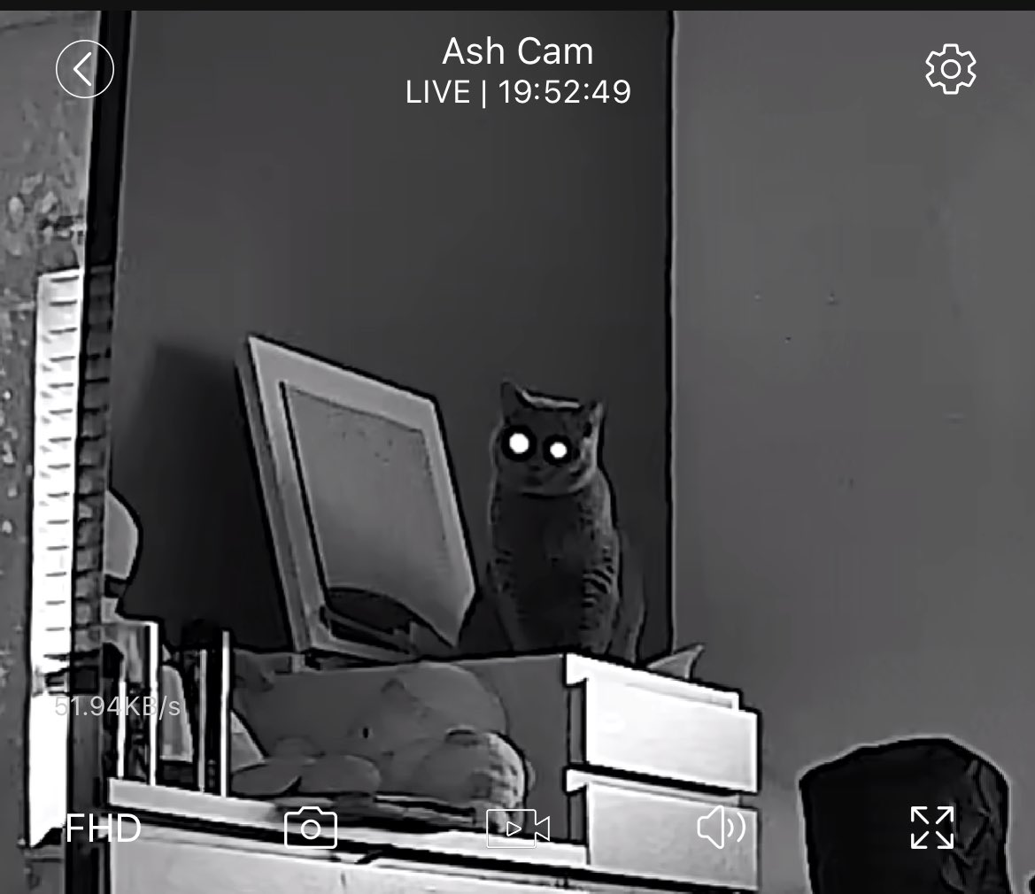 got a notification there was a movement on the pet cam, checked the app to see this😭