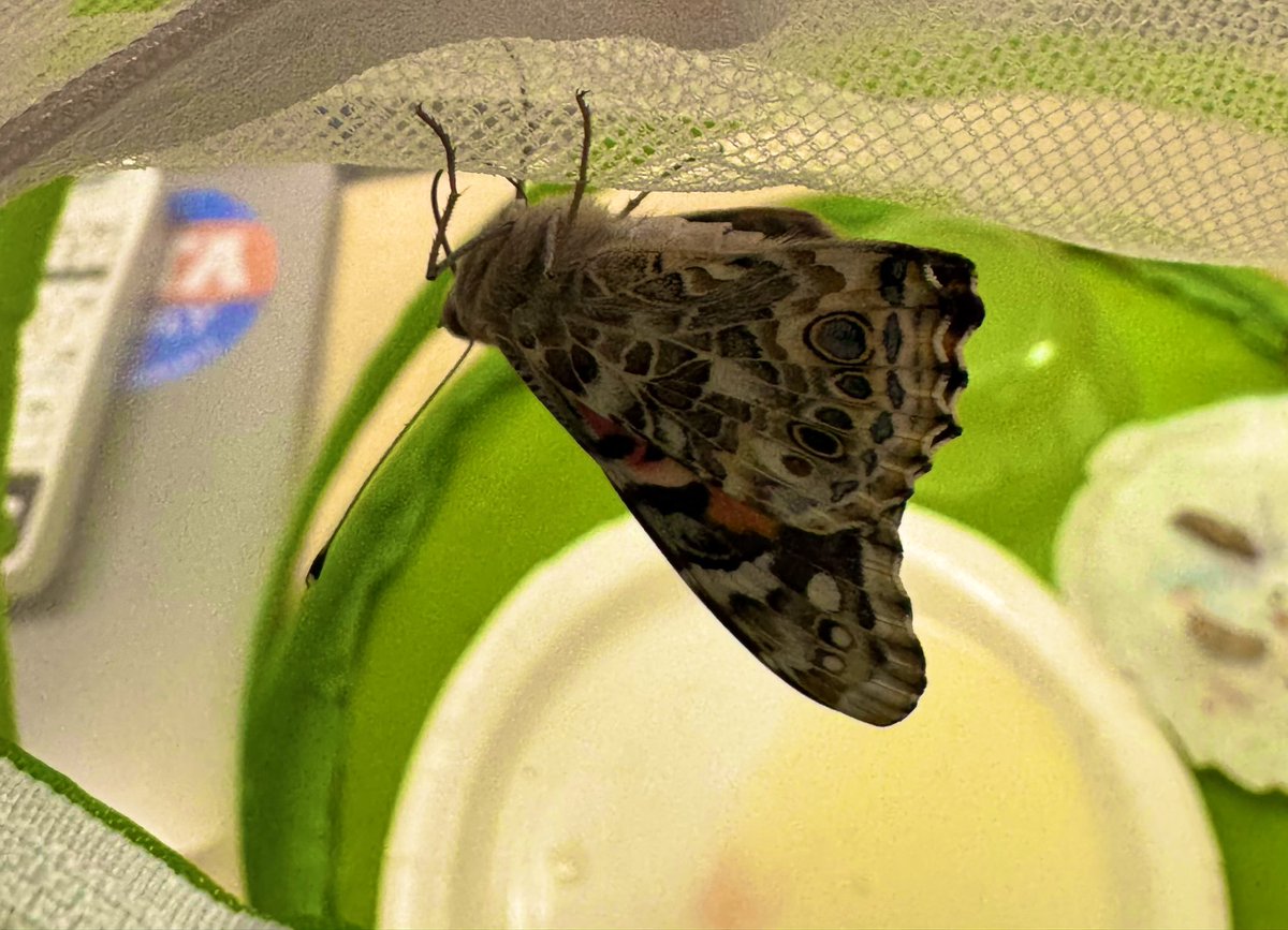 Ms. Natalie Pinilla (@npinilla1) on Twitter photo #RISD #PREK3 Is enjoying, watching our caterpillars go to a chrysalis stage and now to a full blown butterfly! #BeTheOne #MakeLearningFun <a href="/ForestLnAcademy/">Forest Lane Academy</a> ๐๐ฆ #RISD #PREK3 Is enjoying, watching our caterpillars go to a chrysalis stage and now to a full blown butterfly! #BeTheOne #MakeLearningFun <a href="/ForestLnAcademy/">Forest Lane Academy</a> ๐๐ฆ