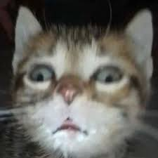 sampler!! 🏳️‍⚧️🇬🇧 tweet media