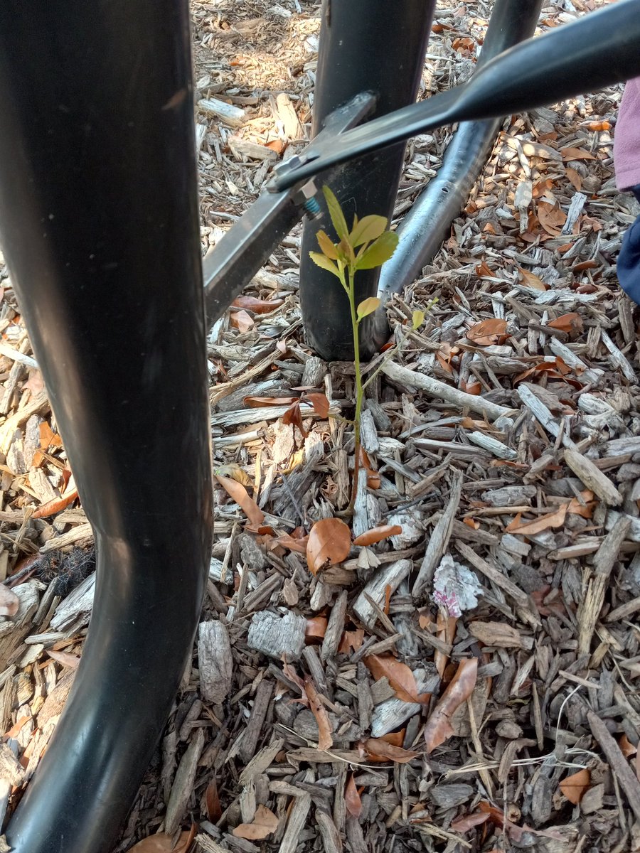 Mrs. C. (@kinderteach571) on Twitter photo Wednesday updates in our <a href="/HCPSGraham/">Graham Elementary</a> Garden radishes are almost ready to harvest but ๐ are far behind Is one growing under the picnic table?
โฅ to s ๐ what my AGP students have been observing, โ ing , and
le๐คrning! <a href="/WeAreHAEST/">HAEST</a> <a href="/HCPSElemScience/">HCPSElemScience</a> <a href="/HCPSTNRegion2/">HCPS TN Region 2</a> <a href="/sharonwaite/">Sharon Waite</a> Wednesday updates in our <a href="/HCPSGraham/">Graham Elementary</a> Garden radishes are almost ready to harvest but ๐ are far behind Is one growing under the picnic table?
โฅ to s ๐ what my AGP students have been observing, โ ing , and
le๐คrning! <a href="/WeAreHAEST/">HAEST</a> <a href="/HCPSElemScience/">HCPSElemScience</a> <a href="/HCPSTNRegion2/">HCPS TN Region 2</a> <a href="/sharonwaite/">Sharon Waite</a>