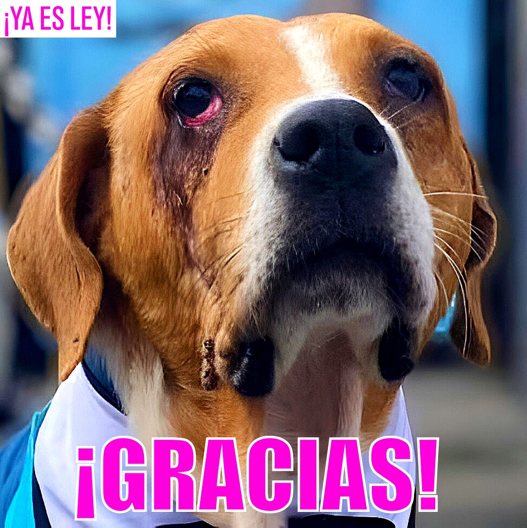 PlataformaALTO's tweet image. ¡ATENCIÓN! La Ley Ángel ya es una realidad.
¡Acaba de ser firmada por el presidente!

La ley Ángel fortalece la lucha contra el maltrato animal, estableciendo medidas para mejorar los procesos penales y sancionatorios policiales en casos de maltrato animal y el aumento de penas.…