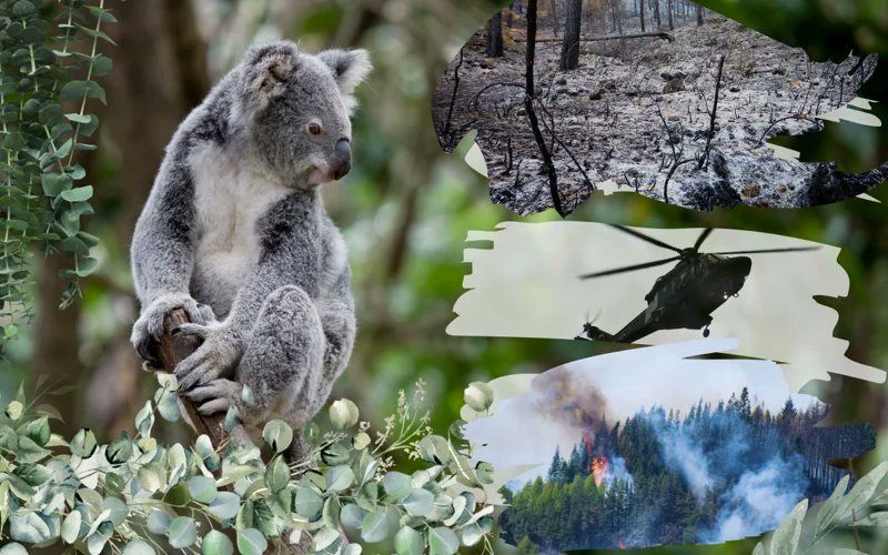 kazinform_eng's tweet image. #Australia faces backlash over shooting of more than 700 #koalas 
qazinform.com/news/australia…