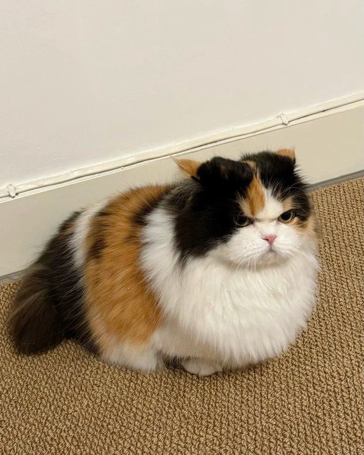 angy floof