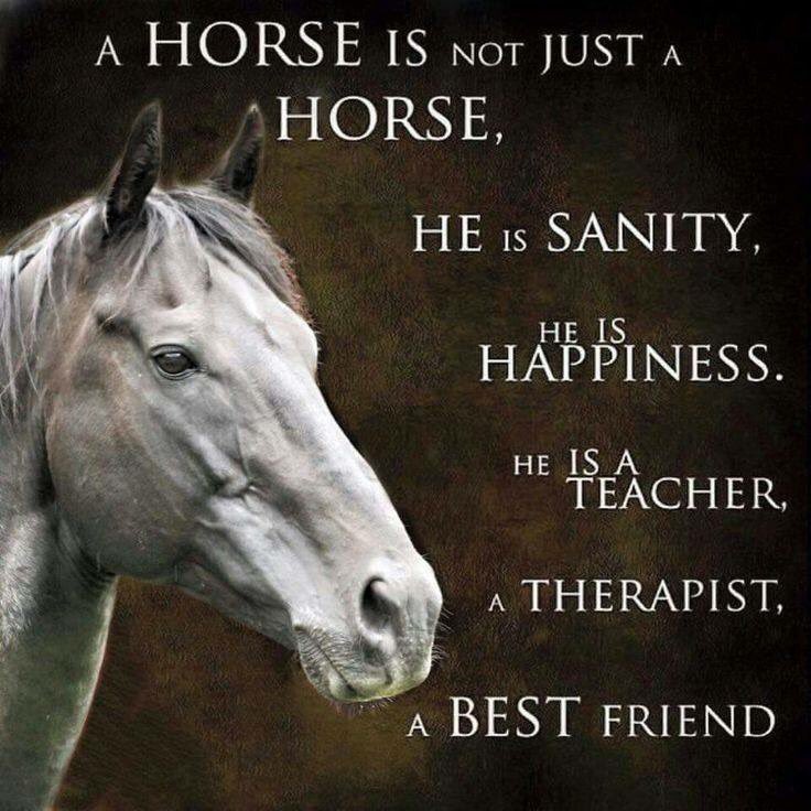 horse (@horseimage) on Twitter photo 