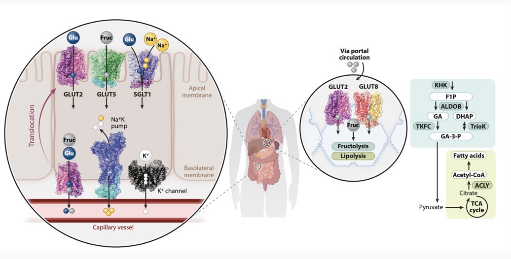 SvenssonLab (@svenssonlab) on Twitter photo Happy to share this review on glucose and fructose metabolism in Annual Review of Nutrition <a href="/AnnualReviews/">Annual Reviews</a>. There is still a lot we don’t understand of how fructose metabolism is controlled. <a href="/JameelBarkat/">Jameel</a> <a href="/KarenGarelli/">Karen Linde-Garelli</a> <a href="/StanfordPath/">Stanford Pathology</a> <a href="/StanfordDRC/">Stanford Diabetes Research</a>
annualreviews.org/content/journa… Happy to share this review on glucose and fructose metabolism in Annual Review of Nutrition <a href="/AnnualReviews/">Annual Reviews</a>. There is still a lot we don’t understand of how fructose metabolism is controlled. <a href="/JameelBarkat/">Jameel</a> <a href="/KarenGarelli/">Karen Linde-Garelli</a> <a href="/StanfordPath/">Stanford Pathology</a> <a href="/StanfordDRC/">Stanford Diabetes Research</a>
annualreviews.org/content/journa…