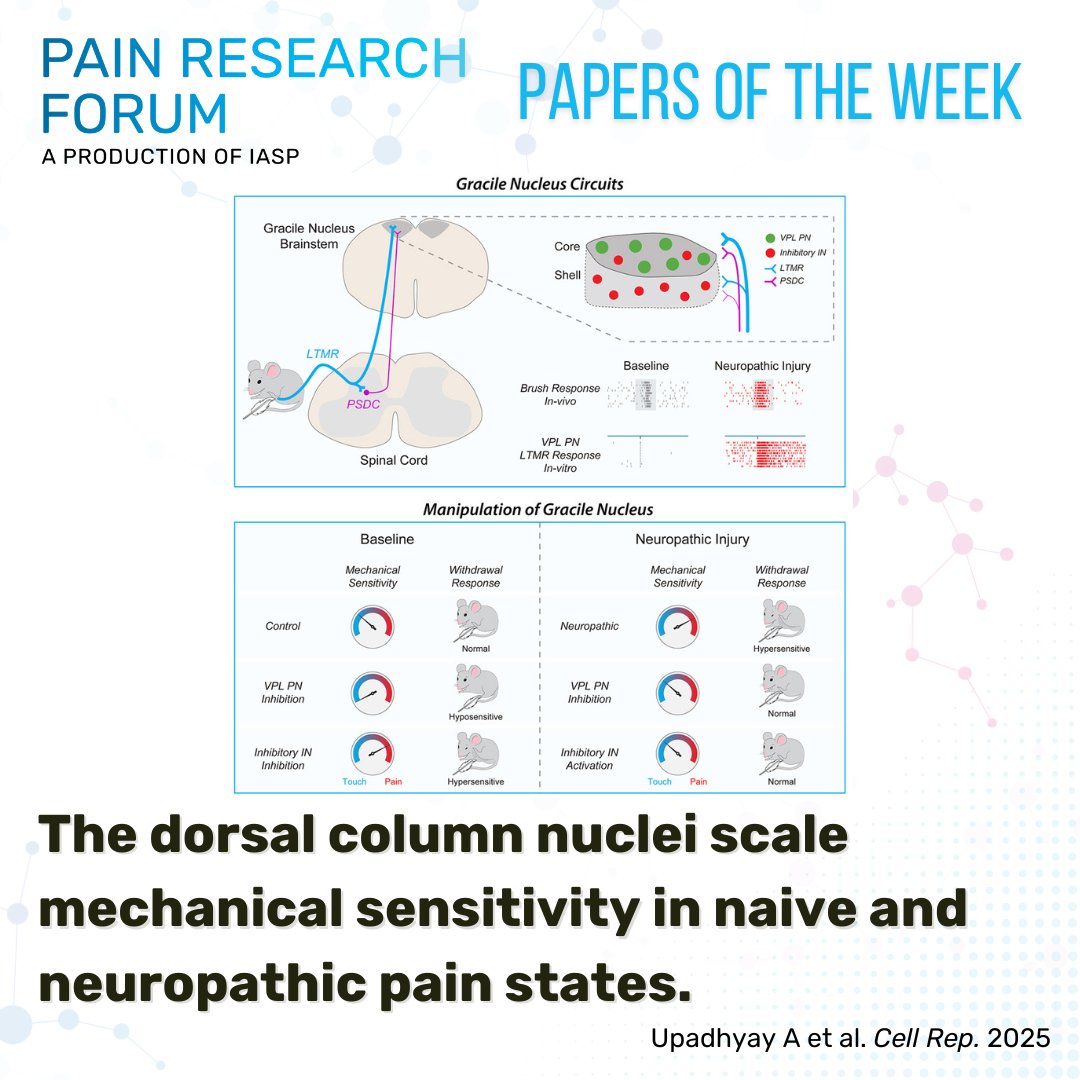 Take a look at this #PapersoftheWeek #EditorsPick from Upadhyay et al. and <a href="/CellReports/">Cell Reports</a> showing evidence that gracile nucleus activity contributes to tactile sensitivity and affective, pain-associated phenotypes of mechanical allodynia bit.ly/3ExZAhx #PRF