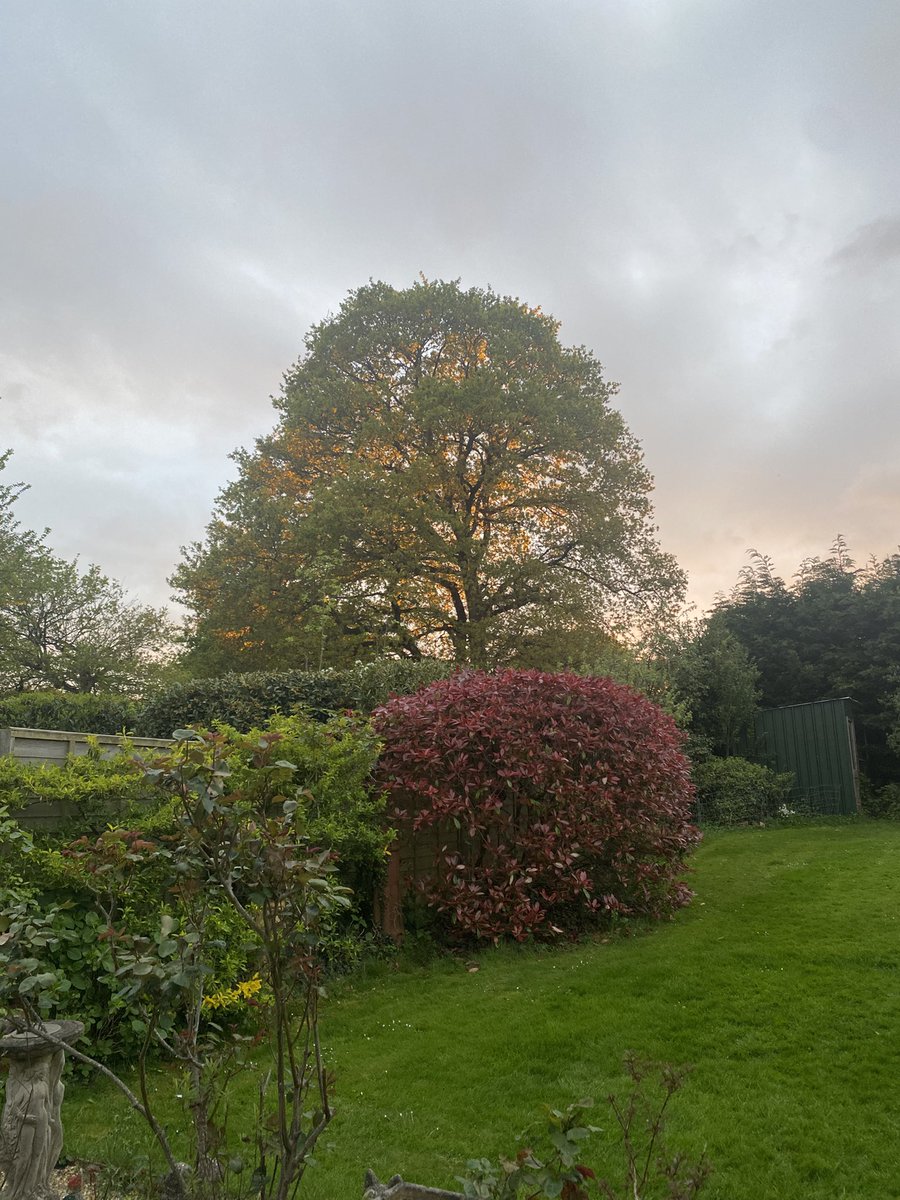 #TreeClub looks like golden leaves on the oak tonight as the sun sets