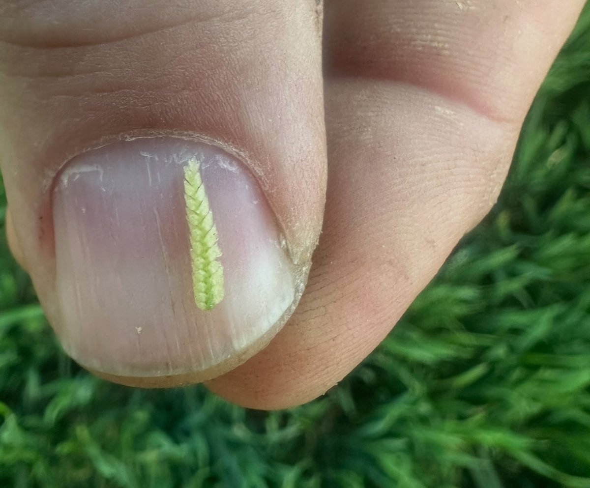 Wheat forming nicely in the stem. Leaf 3 fully emerged on the main stem and tillers following closely. T1 by early next week. 👍🏻🌾