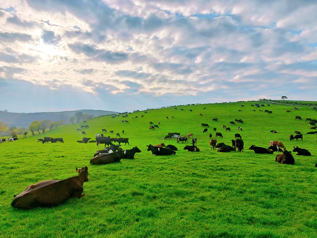 88% Calved in 6 weeks 
23.5L
3.78% Protein
4.07% Fat
Bacto 19
SCC 123