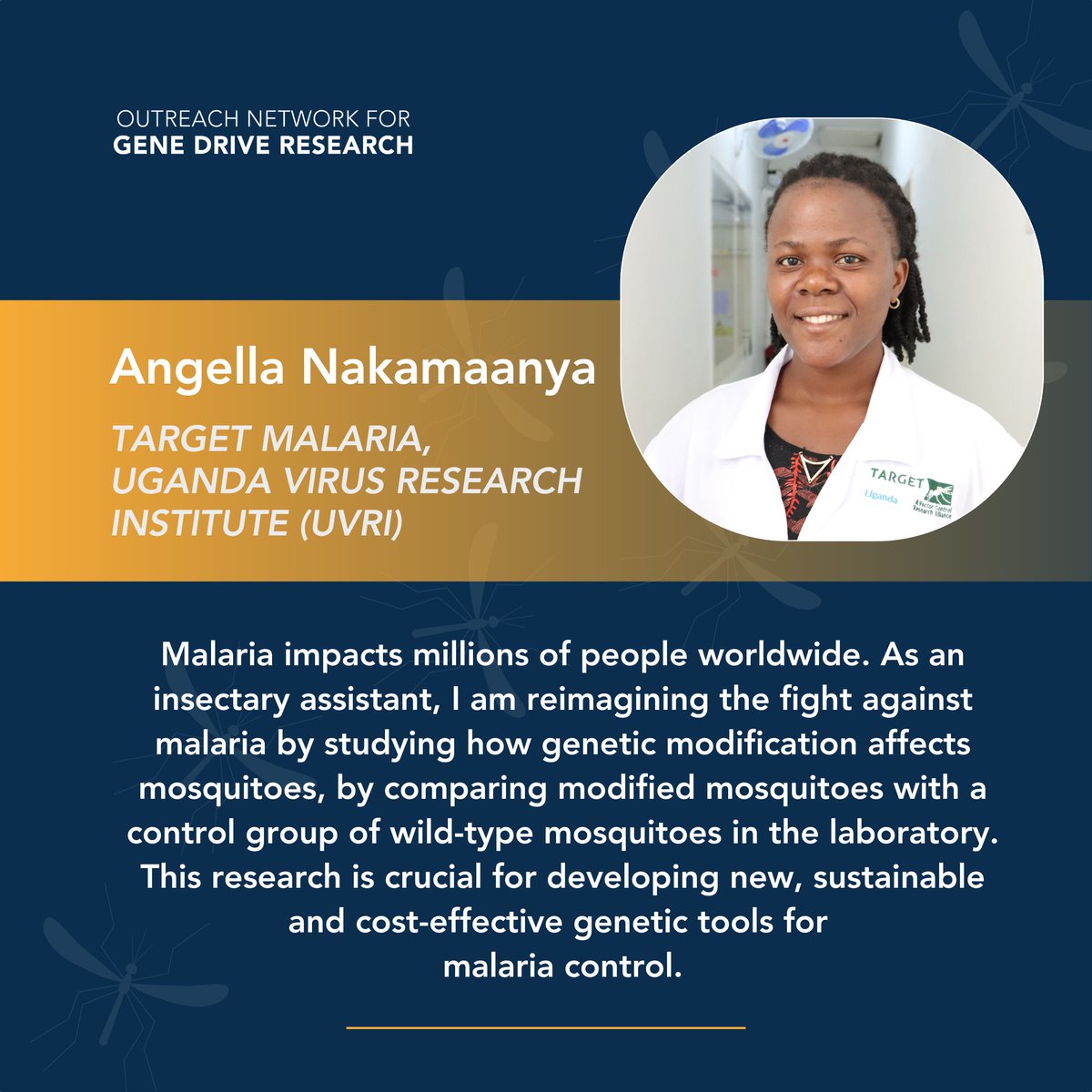 genedrivenet's tweet photo. This #WorldMalariaDay, meet Angella Nakamaanya!

An insectary assistant at @TargetMalaria @UVRIug, Angella is working on new genetic tools to advance the fight to #EndMalaria 🔬🧬

#WMD2025 #MalariaEndsWithUs https://t.co/bRYSzvyuU0