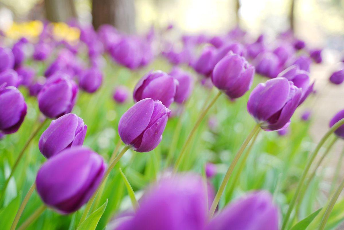 メグミ tweet media