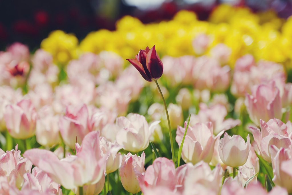 メグミ tweet media