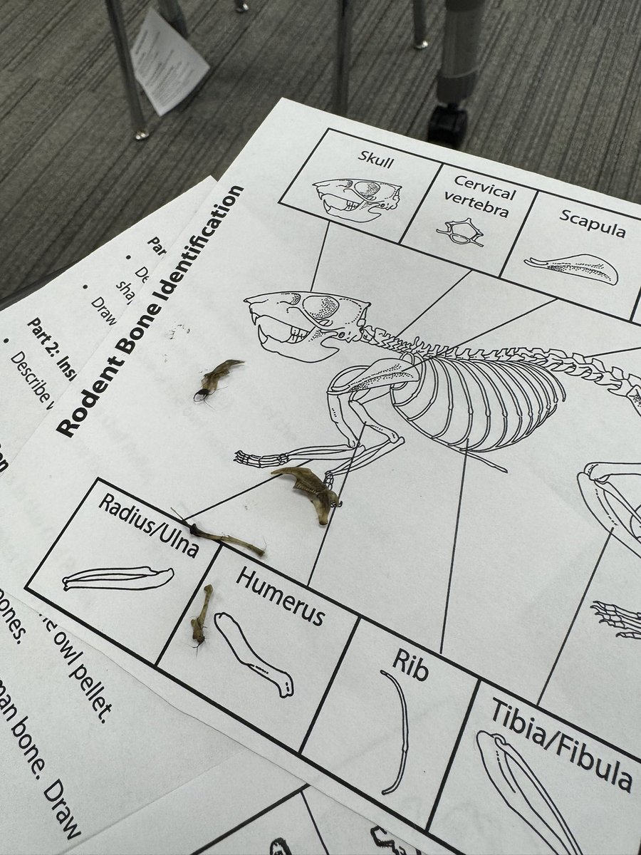 Mrs. Valentine 3C tweet media