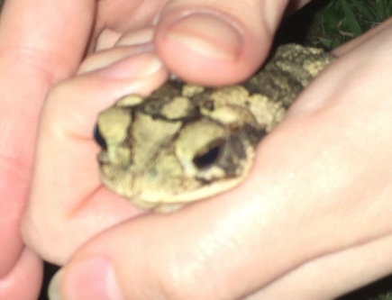 i like picking up toads and petting them