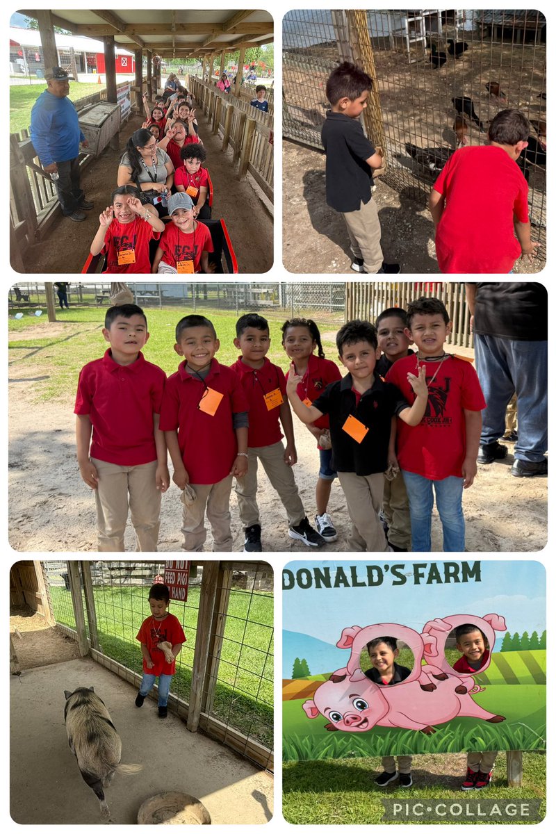 Our students had a moo-velous time at Old McDonald’s Farm! From learning about farm animals to feeding pigs, it was a day full of hands-on fun and unforgettable moments. #FarmDayFun #LearningOnTheFarm #OldMcDonaldsFarm #CookStallions
