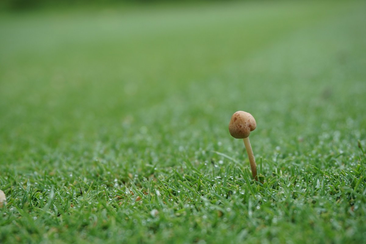 This is one of my favourite photos I've taken at the GTI. I'm submitting it to the Nature category for the #TodayInOntario photo contest <a href="/OntarioGSA/">OGSA</a> 📷🍄