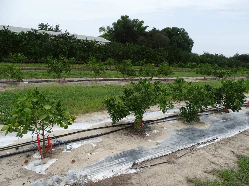 UF/IFAS Citrus REC (@ufifascitrusrec) on Twitter photo Tip of the Week: Irrigation Comparison for Young HLB Trees tinyurl.com/4d8w2fex #AllInForCitrus <a href="/soil_management/">Water & Nutrient Management Lab UF/CREC</a> Tip of the Week: Irrigation Comparison for Young HLB Trees tinyurl.com/4d8w2fex #AllInForCitrus <a href="/soil_management/">Water & Nutrient Management Lab UF/CREC</a>