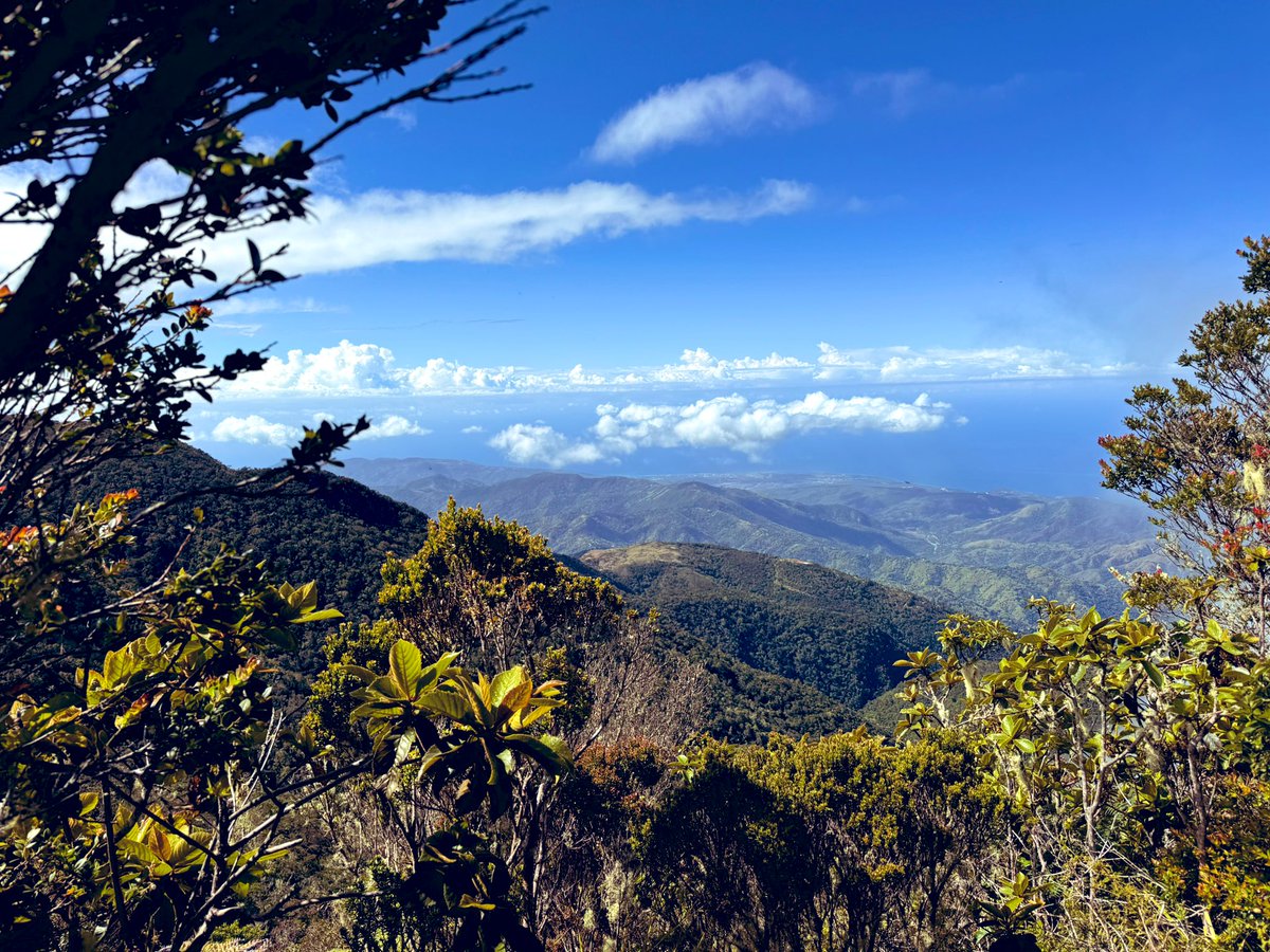 SonjahStanley's tweet image. Views from a trip to Blue Mountain Peak #TuesdayScenes @jahmekyagyal #Jamaica