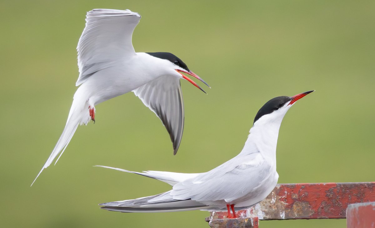 Common Terns, Bury, Greater Manchester. 23/04/2025