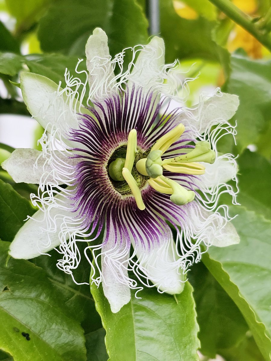Passion Fruit flowers are wild.