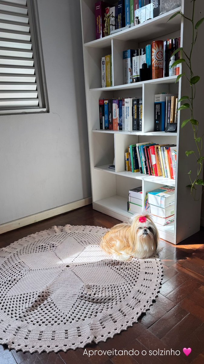 Fiquem com minha cusquinha aproveitando a réstia do sol e me fazendo companhia nos estudos 🩷